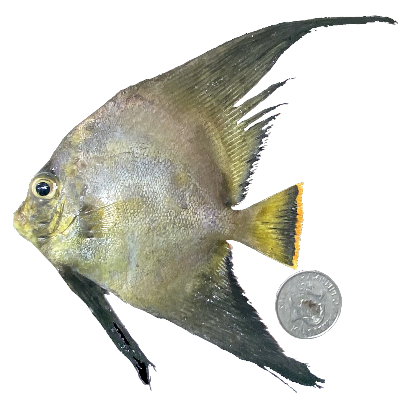 Platax pinnatus
