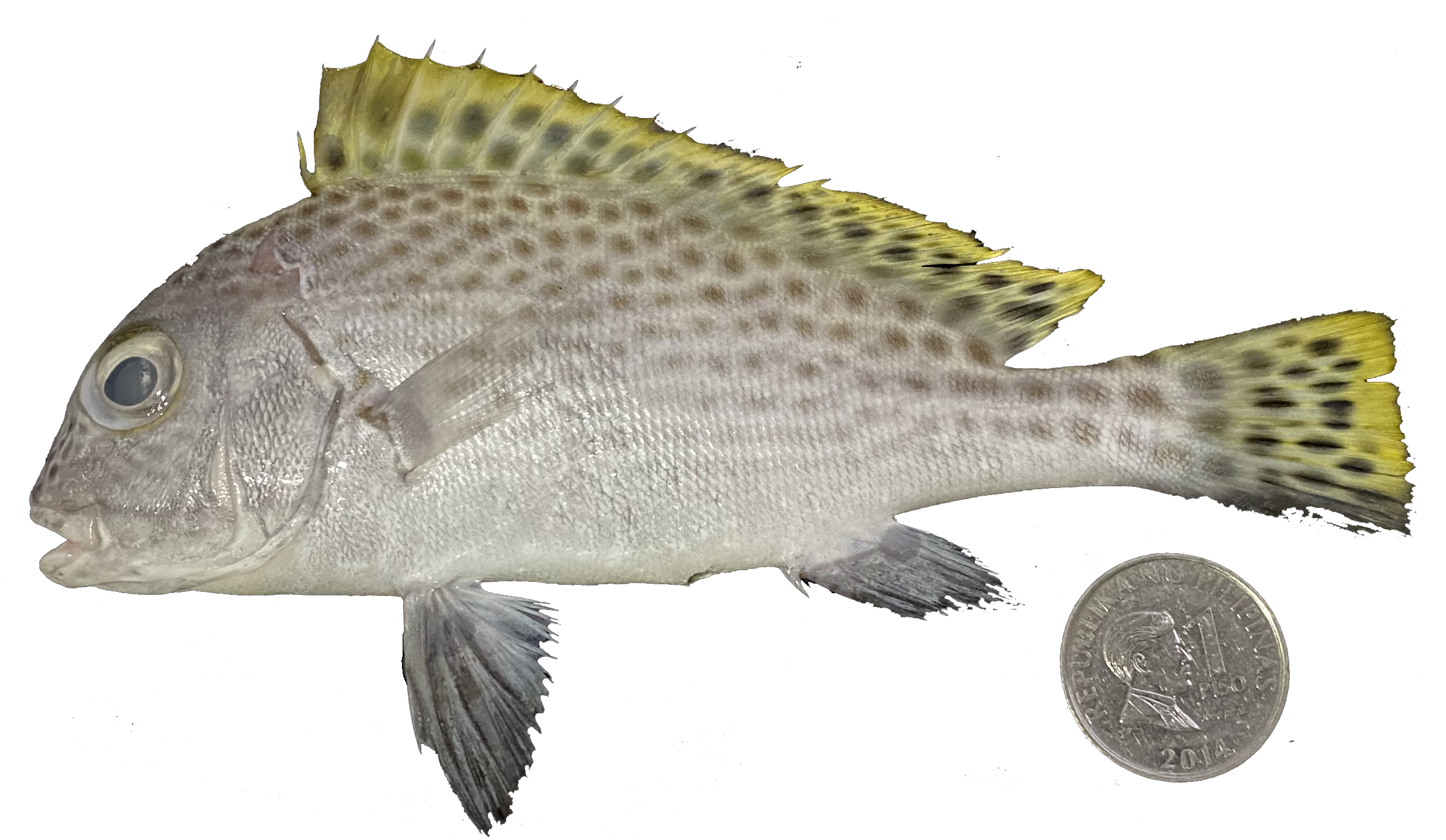 Plectorhinchus pictus
