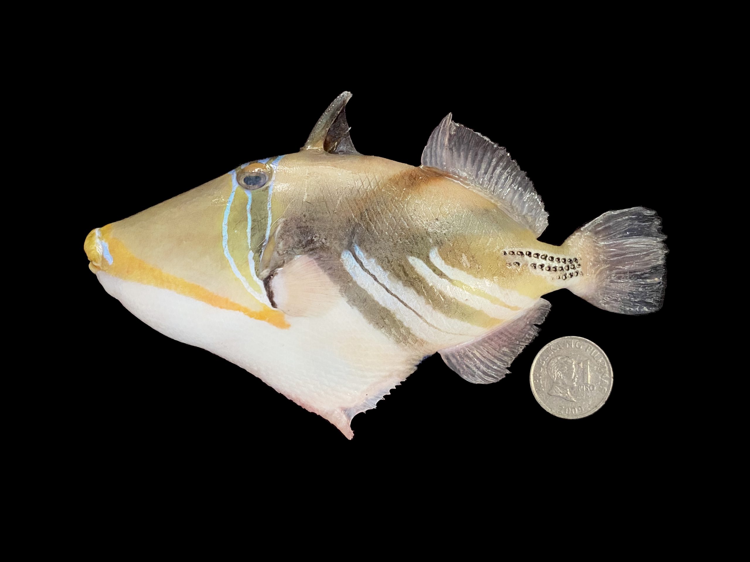Rhinecanthus aculeatus
