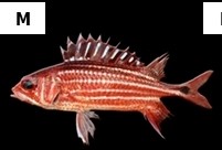 Sargocentron xantherythrum