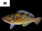 Scarus dimidiatus