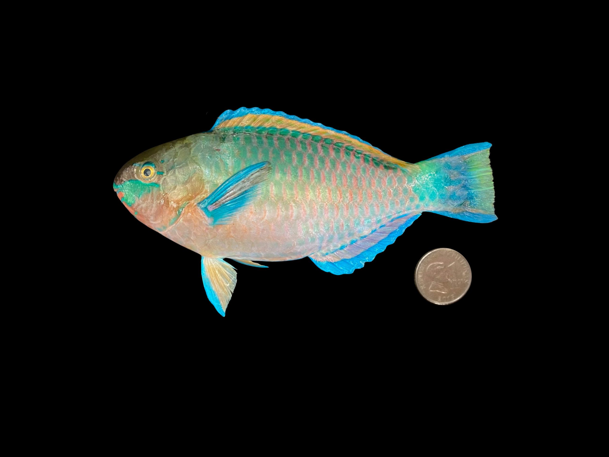 Scarus quoyi