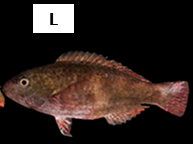 Scarus spinus