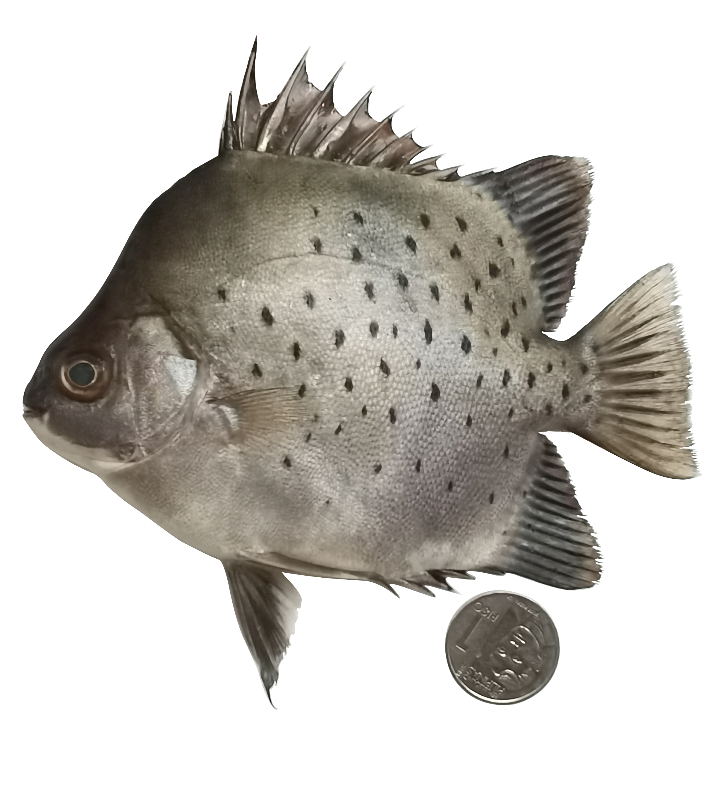 Scatophagus argus