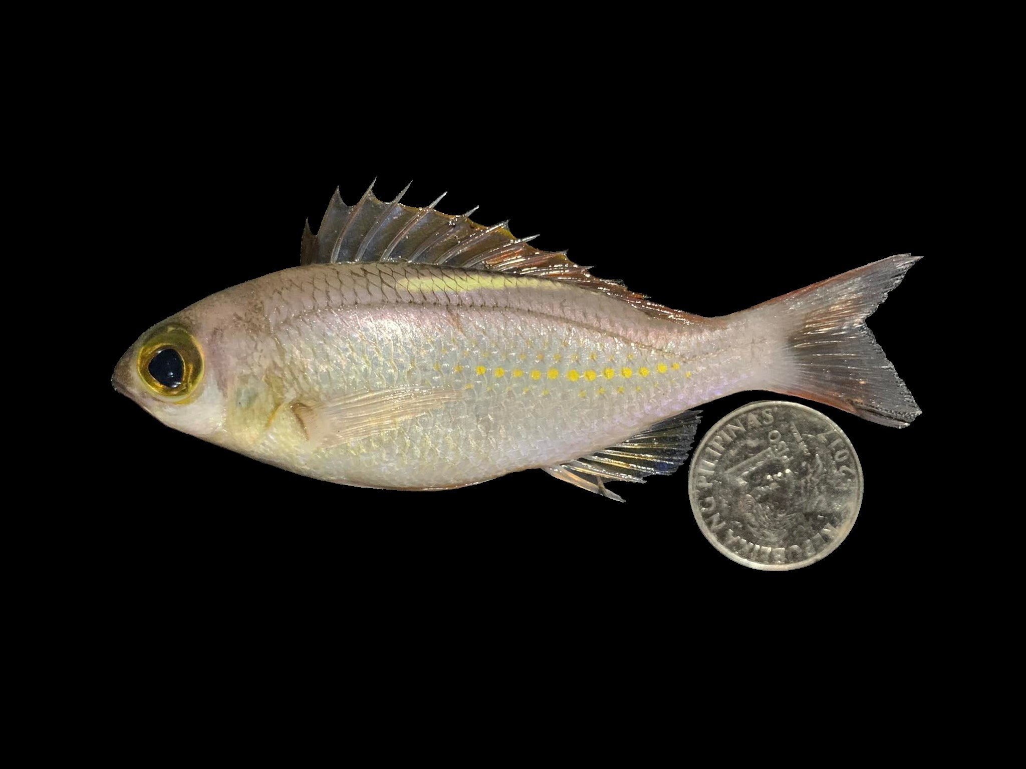 Scolopsis ciliate