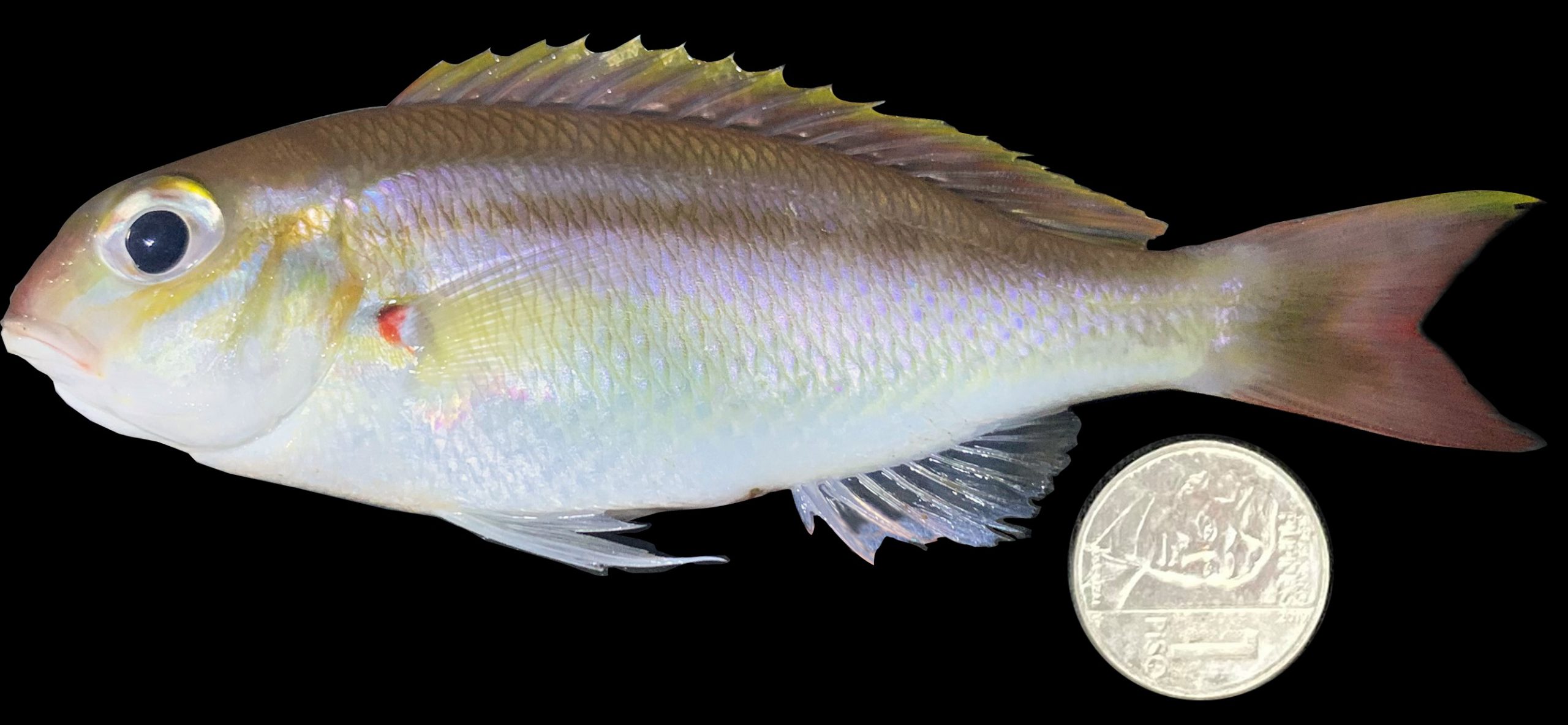 Scolopsis taenioptera