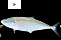 Scomberoides tol