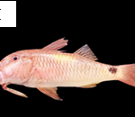 Parupeneus heptacanthus