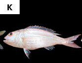 Nemipterus isacanthus
