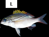 Scolopsis bilineata