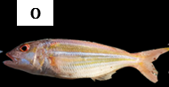 Nemipterus aurora