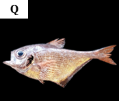 Pempheris otaitensis
