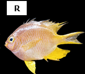Amblyglyphidodon aureus