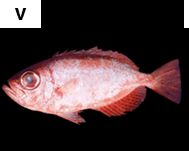 Heteropriacanthus cruentatus