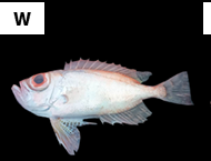 Priacanthus teyenus