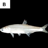 Stolephorus heterolobus