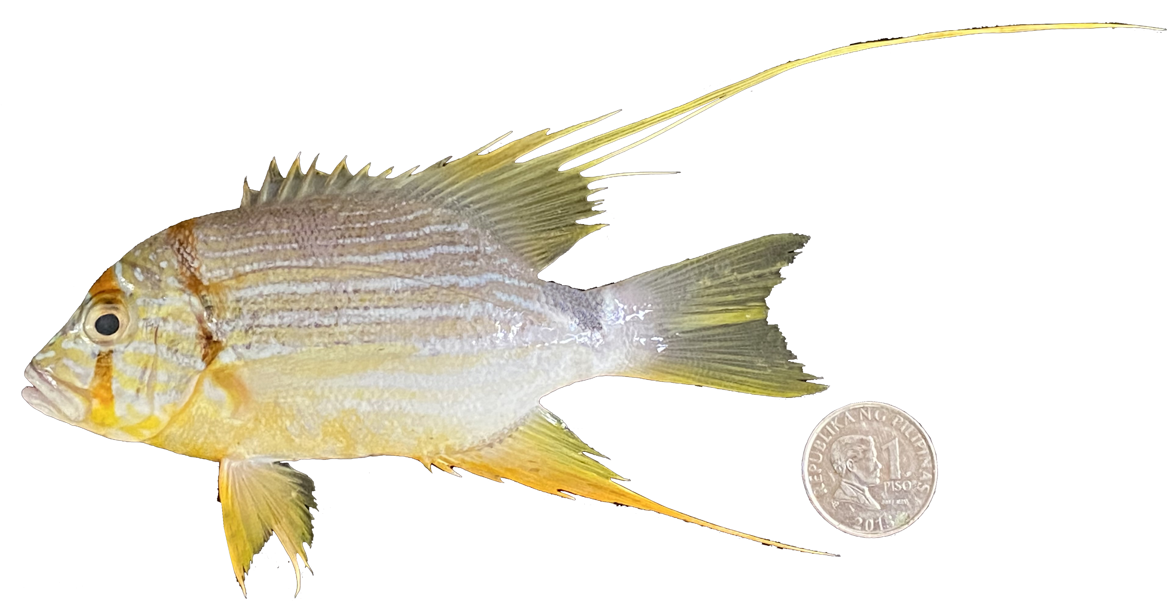 Symphorichthys spilurus