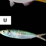 Sardinella gibbosa