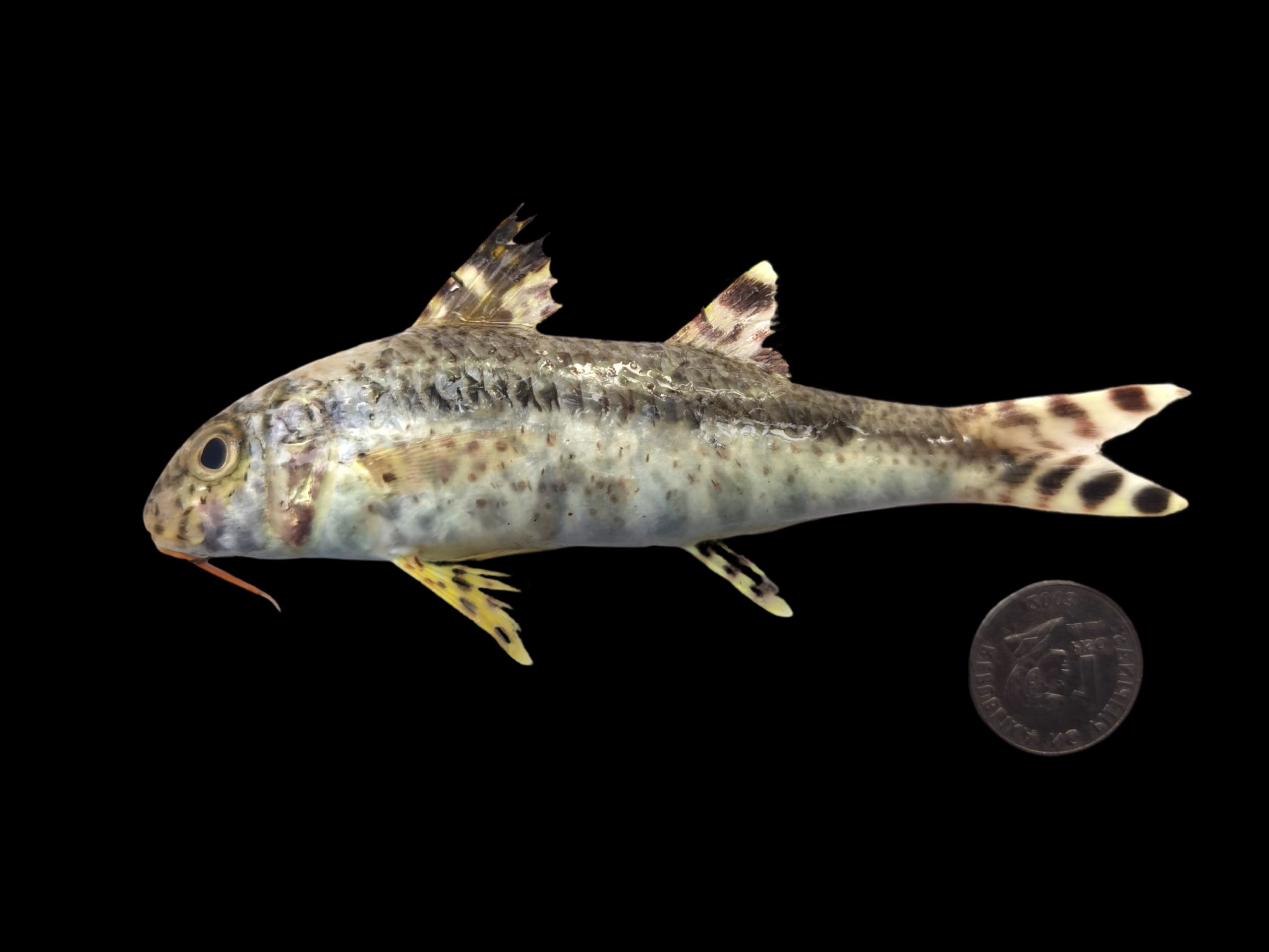 Upeneus niebuhri