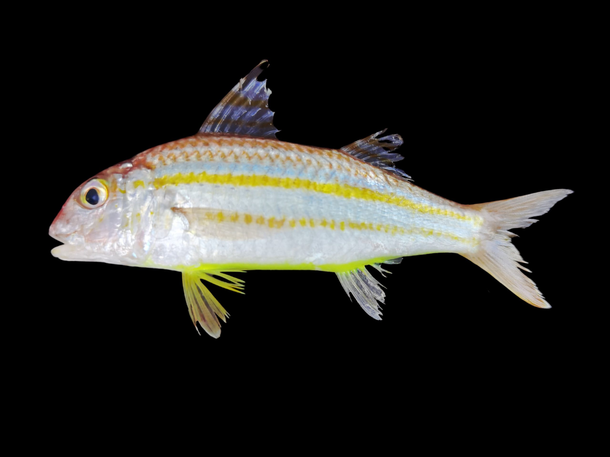 Upeneus sulphureus