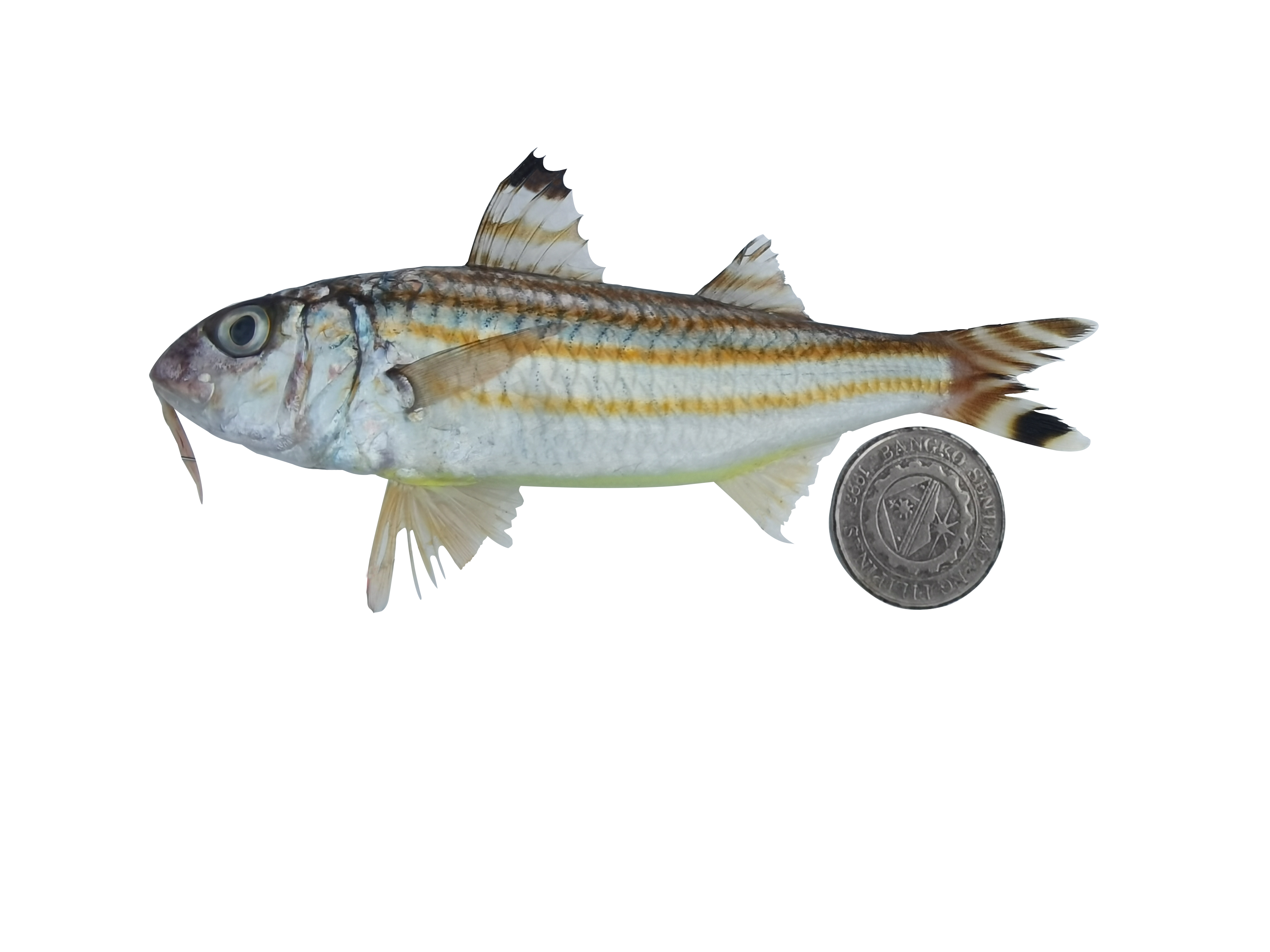 Upeneus vittatus