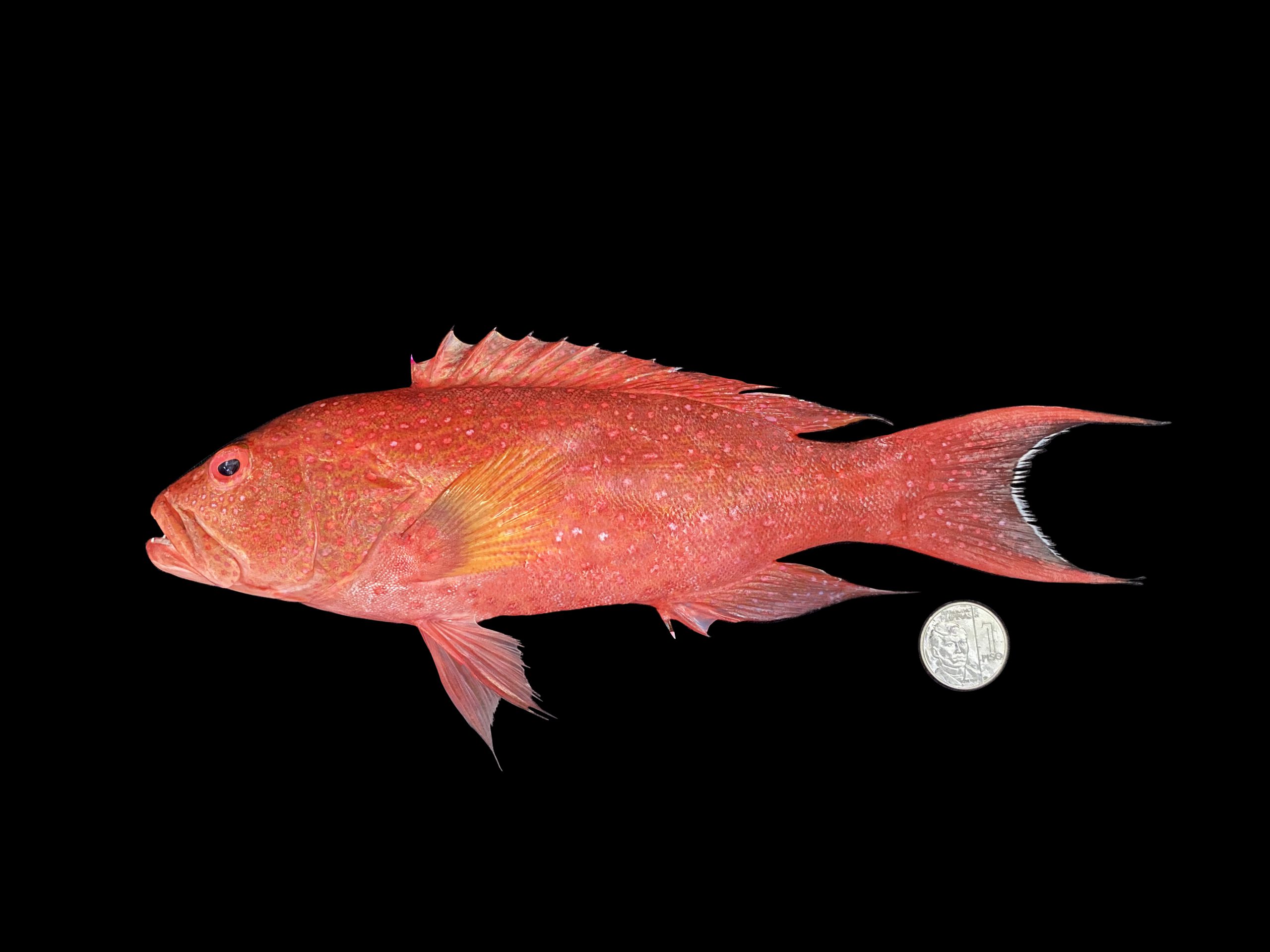 Variola albimarginata
