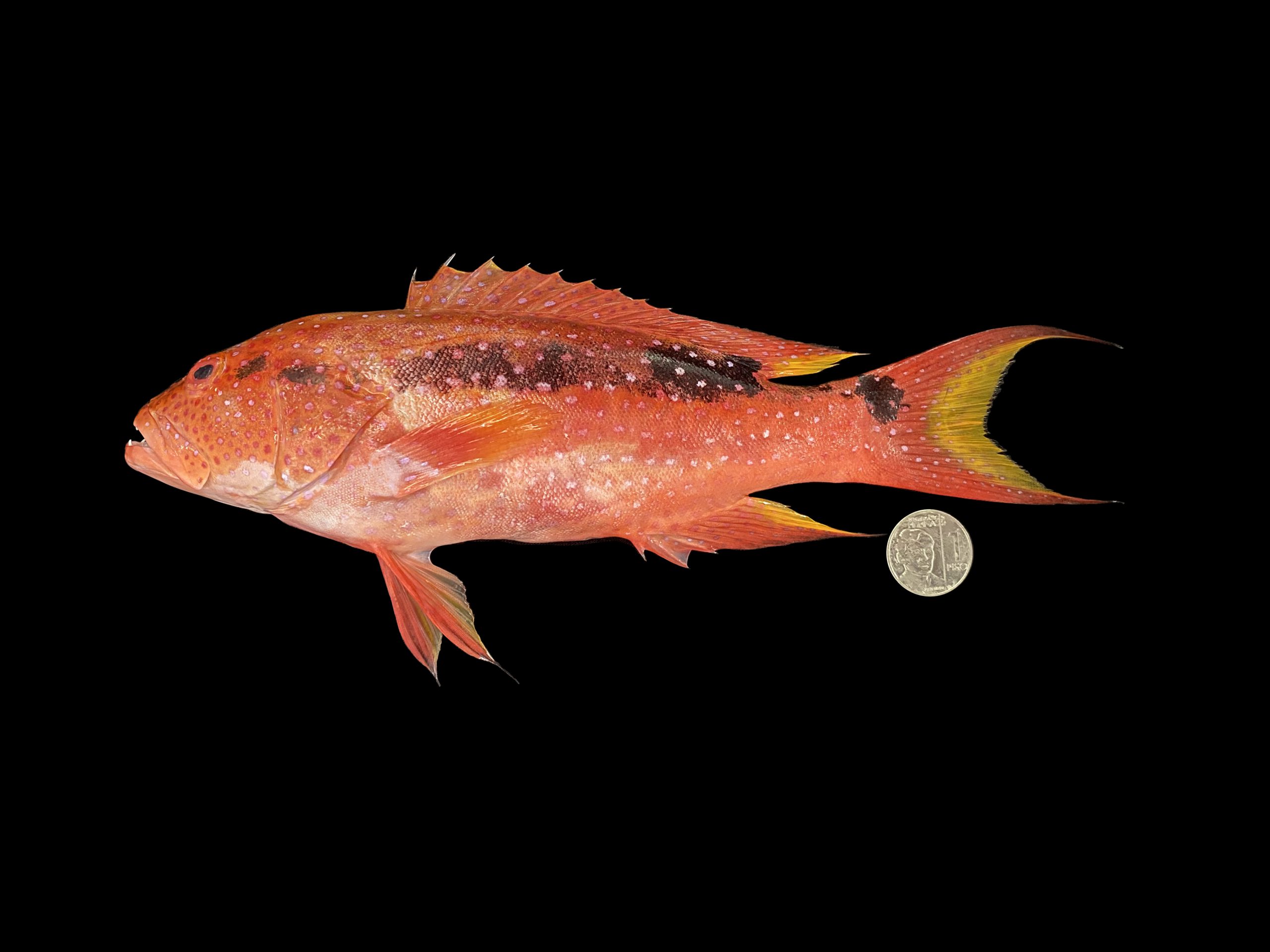 Variola louti