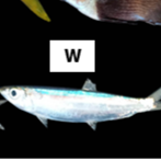Herklotsichthys dispilonotus