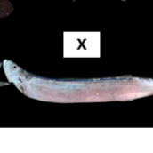 Elops hawaiensis