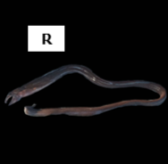 Enchelycore schismatorhynchus