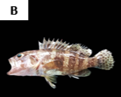 Epinephelus sexfasciatus