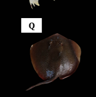 Himantura uarnak