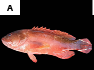 Cephalopholis orudeta